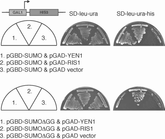 Purification of bulk SUMO conjugates from yeast. A, schematic of the