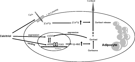 figure 17_2_144707_2_En