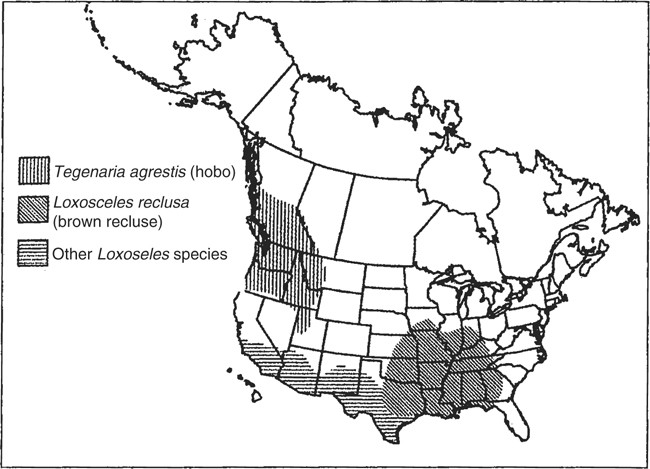 Brown Recluse Spiders  Nebraska Extension in Lancaster County