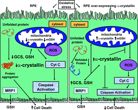 glutathione mitochondrial function Undermethylation, Autism & Mitochondria