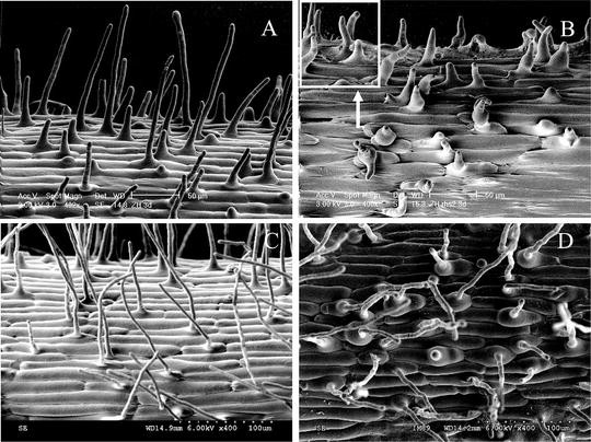 Analysis Of Rice Root Hair Morphology Using Cryo Scanning Electron Microscopy Springerlink