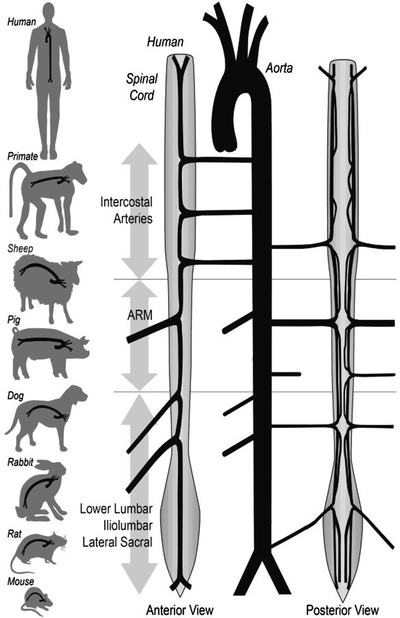 Animal Models of Spinal Cord Ischemia | SpringerLink