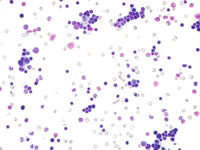 In Vivo Rat Micronucleus Test - STEMart