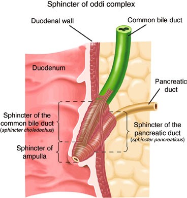 Biliary Dyskinesia: Functional Gallbladder and Sphincter of Oddi Disorders  | SpringerLink