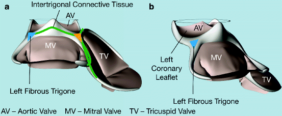 Surgical Anatomy of the Mitral and Tricuspid Valve | SpringerLink