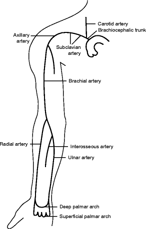 Anatomy of Upper Limb