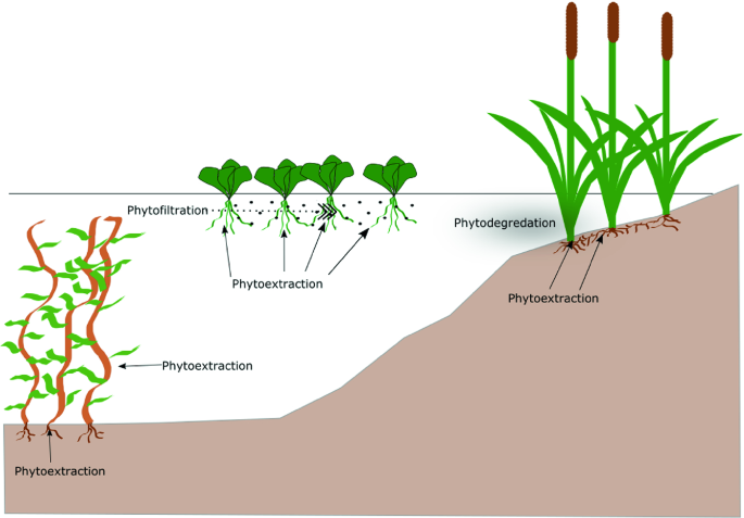 Zinc Phytoremediation Using Stubborn Grass