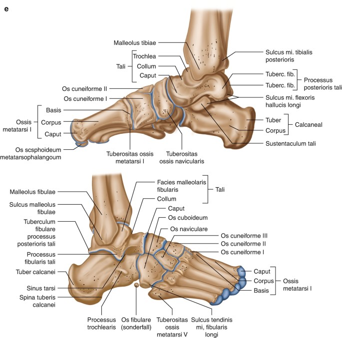 Developmental Disorders of the Foot and Ankle | SpringerLink