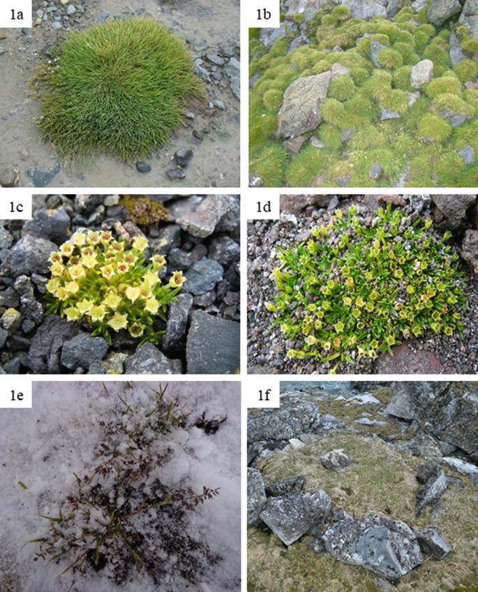 Microbial Role in the Ecology of Antarctic Plants | SpringerLink