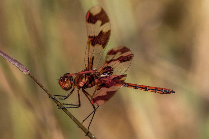 The Dragonflies and Damselflies of Angola: An Updated Synthesis |  SpringerLink