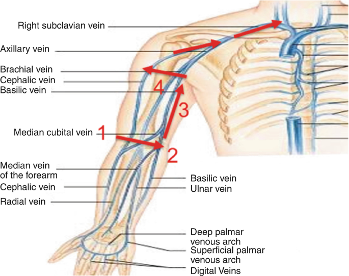 subclavian vein axillary vein