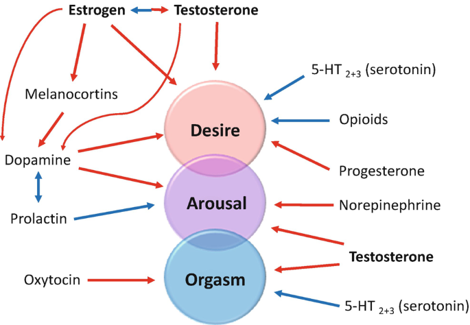 Hormones and Sex Behavior | Springer Nature Link Hormones and Sex Behavior | Springer Nature Link