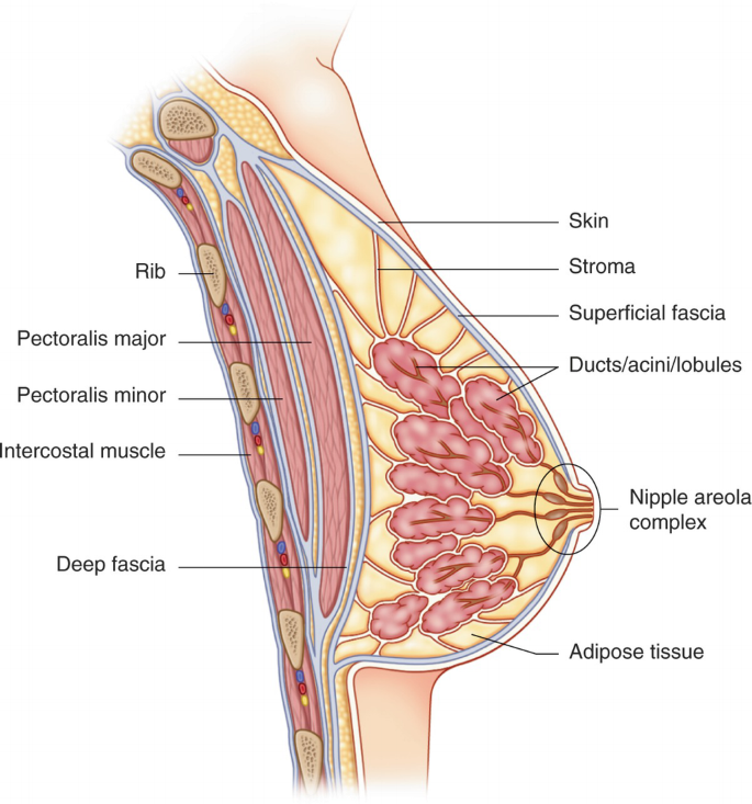 Breast Anatomy: Milk Ducts, Tissue, Conditions & Physiology