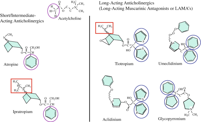 Atropine, Definition, Actions, & Substitutes