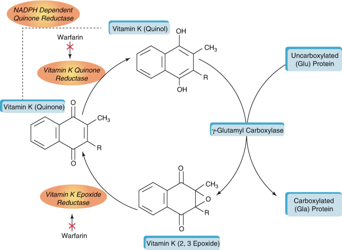 Vitamin E: Interactions with Vitamin K and Other Bioactive Compounds |  SpringerLink