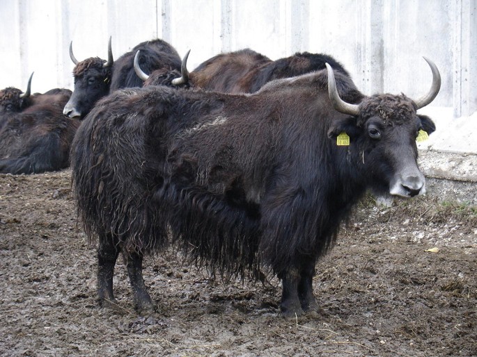 Carcass Characteristics And Meat Quality Of Bison Buffalo And Yak Springerlink