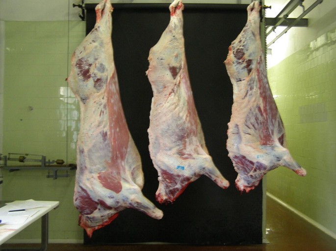Carcass Characteristics And Meat Quality Of Bison Buffalo And Yak Springerlink