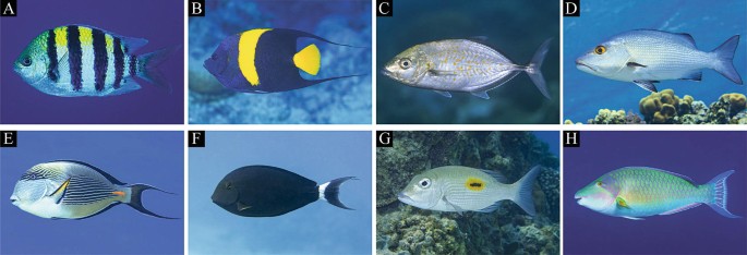 Fishes and Connectivity of Red Sea Coral Reefs
