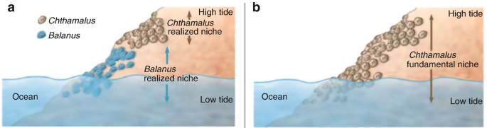 Two images of the ocean and high tide. The first image depicts Balanus and chtamallus coexisting with each other but in the second image only chtamallus living on high tide.