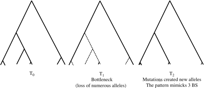 An illustration depicts three triangular shapes for the phylogeny of alleles. The dotted line shows a severe decrease in population size and the regular line for the creation of new alleles.