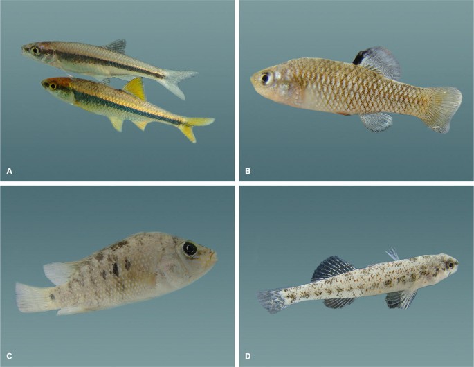 Systematics of the Fish from the Cuatro Ciénegas Basin