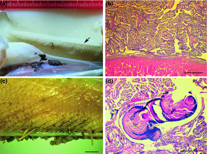 figure 15