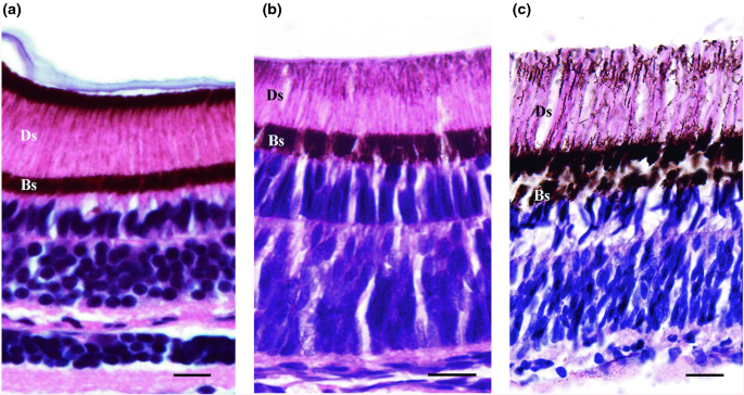 figure 17
