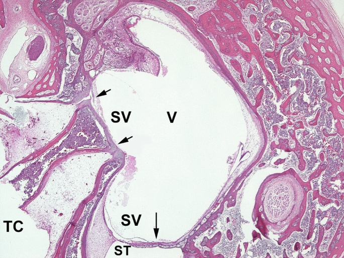 Ear | SpringerLink