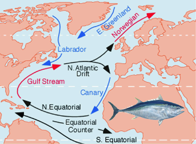 Карта fisch. Карта fisch