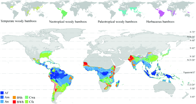 Number of bamboo species found in 52 countries and islands with