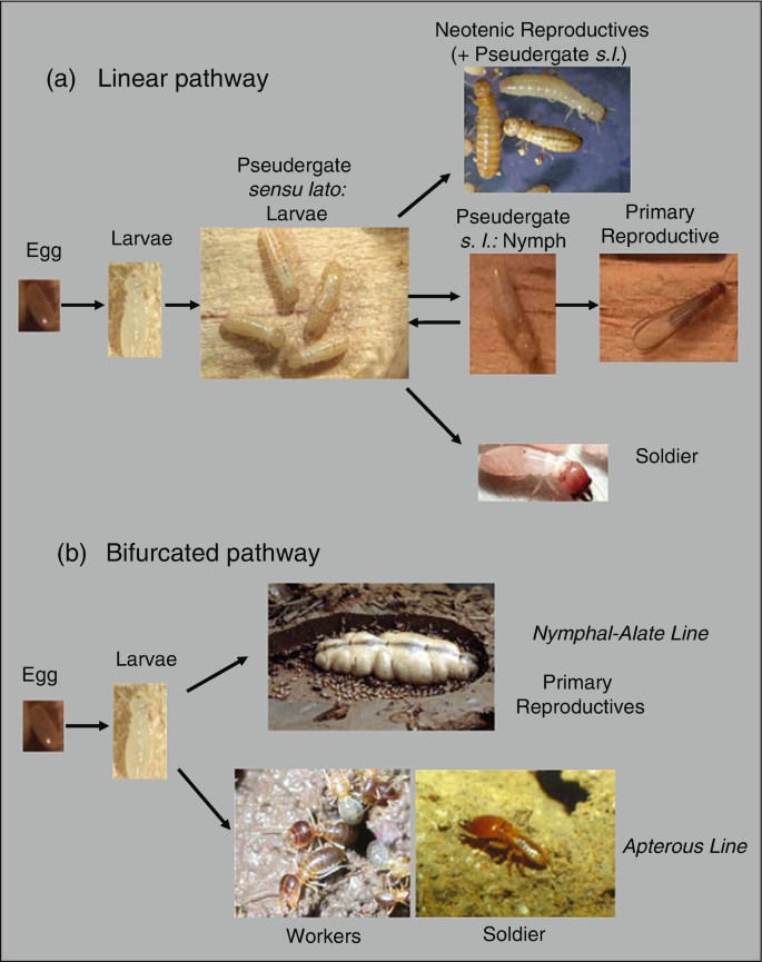 Chemistry of the Secondary Metabolites of Termites | SpringerLink