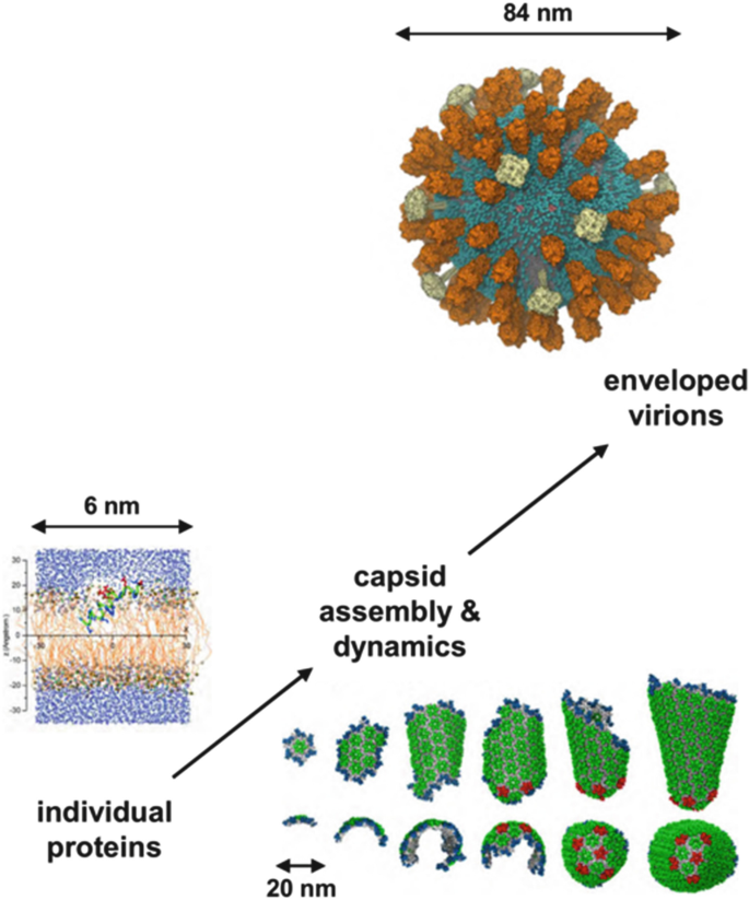 Understanding Virus Structure and Dynamics through Molecular Simulations