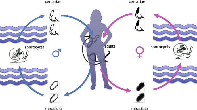 Histone methylation changes are required for life cycle progression in the  human parasite Schistosoma mansoni