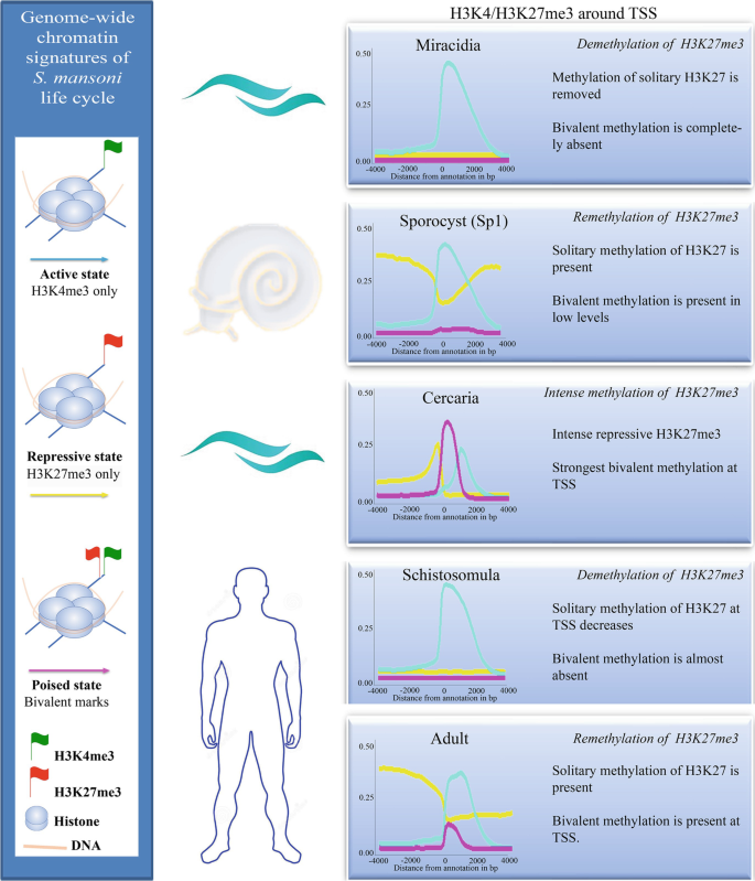 Histone methylation changes are required for life cycle progression in the human parasite Schistosoma mansoni