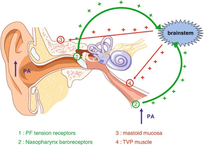 Middle Ear & Mastoid – Oto Surgery Atlas