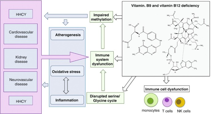 Vitamin B12, Folic Acid, and the Immune System | SpringerLink
