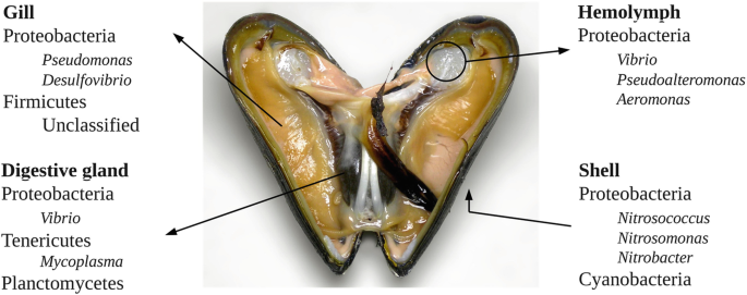 Insights into Mussel Microbiome | SpringerLink