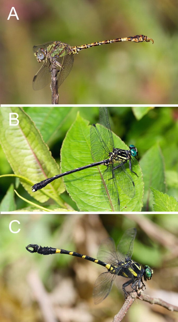 Sexual Conflict in Water Striders, Dragonflies and Diving Beetles |  SpringerLink