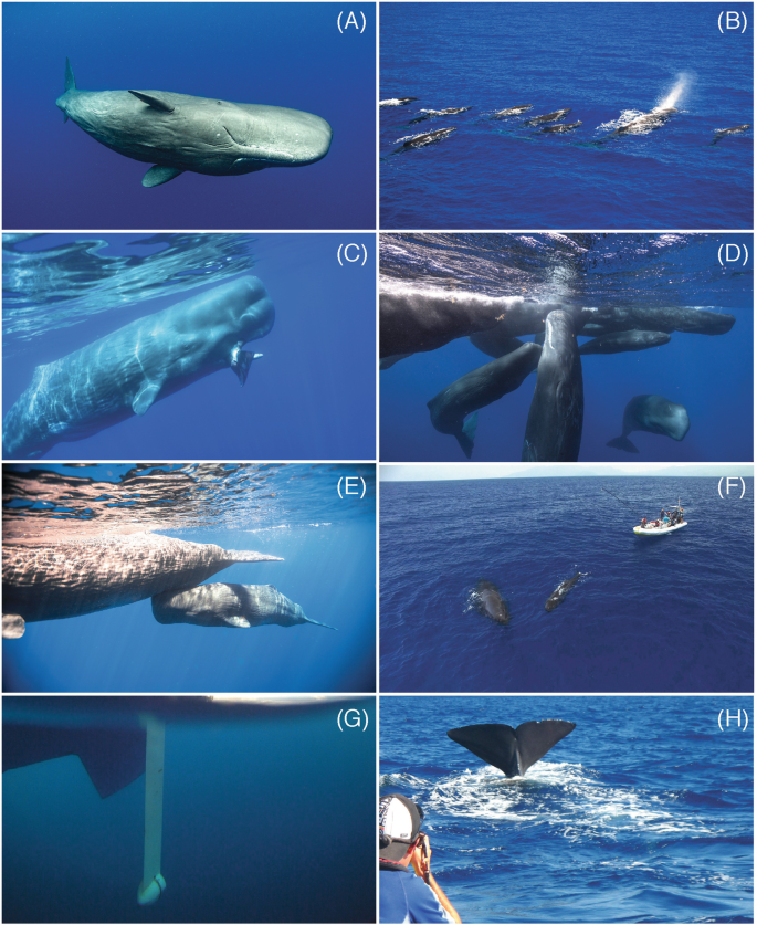 Sperm Whale: The Largest Toothed Creature on Earth | SpringerLink