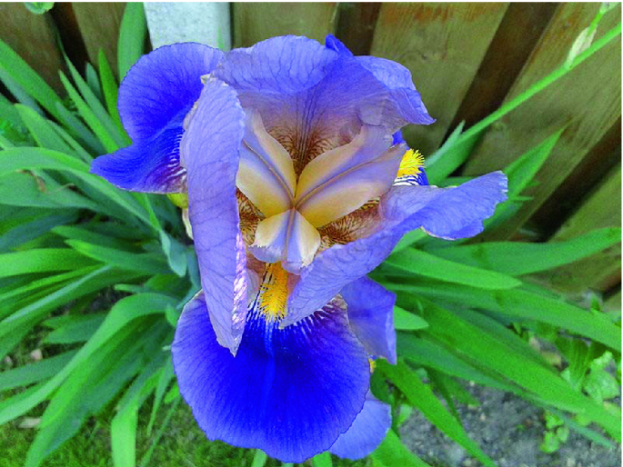 Iris germanica L. (Iridaceae)