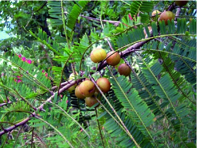 Phyllanthus Emblica L Phyllanthaceae Springerlink Phyllanthus Emblica L Phyllanthaceae Springerlink