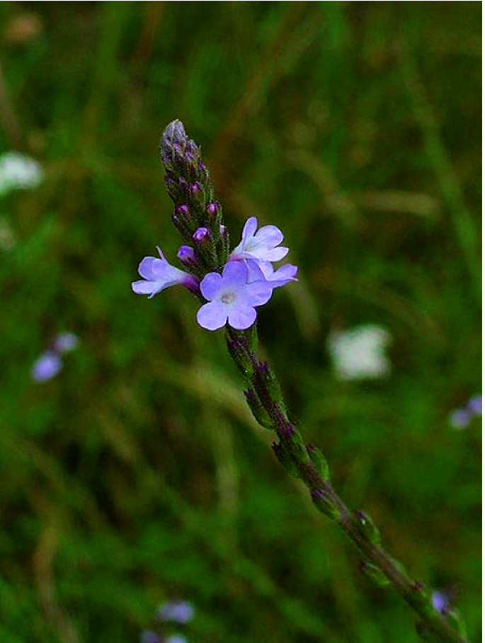 Verbena officinalis L. (Verbenaceae) | SpringerLink