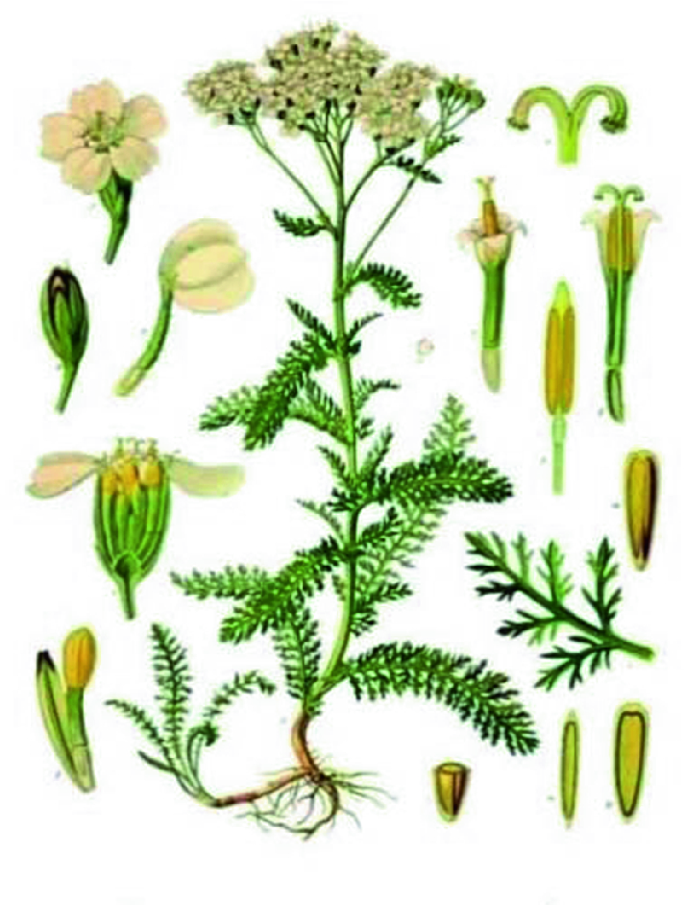 Achillea millefolium L. (Asteraceae/Compositae) | SpringerLink