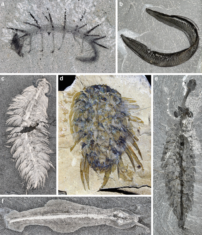 Exceptionally Preserved Cambrian Fossils in the Genomic Era | SpringerLink