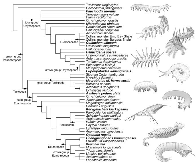 Exceptionally Preserved Cambrian Fossils in the Genomic Era | SpringerLink Exceptionally Preserved Cambrian Fossils in the Genomic Era | SpringerLink