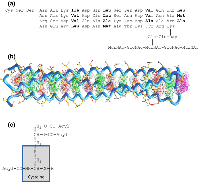 Structural basis of lipoprotein recognition by the bacterial Lol