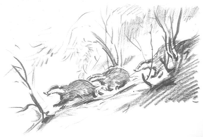 A pencil sketch illustrates a group of badgers in action in the field.