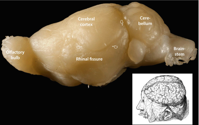 The Mouse Cerebral Cortex | SpringerLink The Mouse Cerebral Cortex | SpringerLink