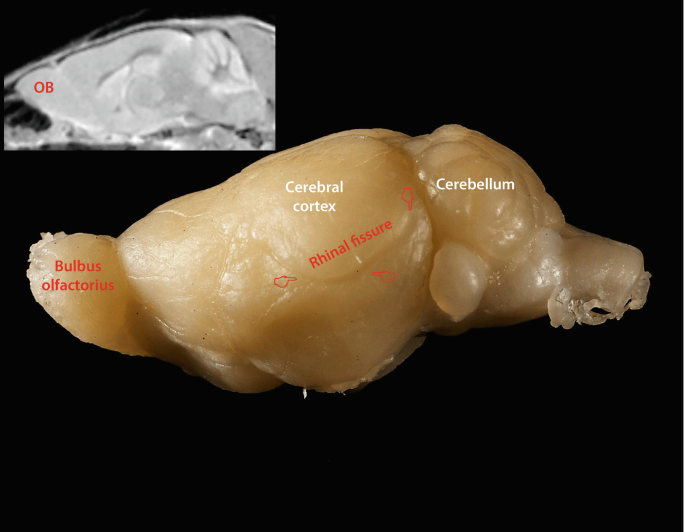 The Mouse Olfactory System | SpringerLink