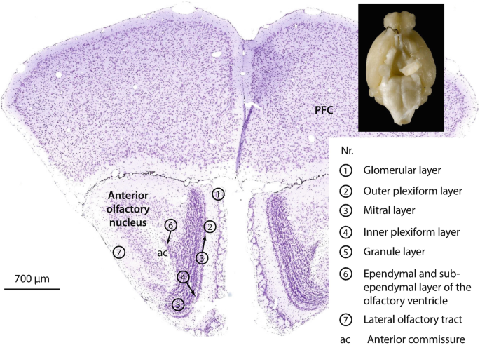 The Mouse Olfactory System | SpringerLink